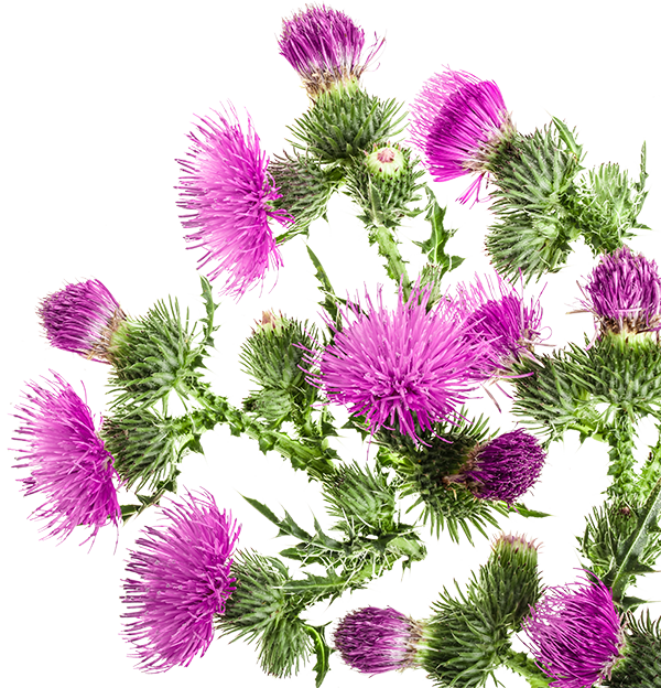 Milk thistle side